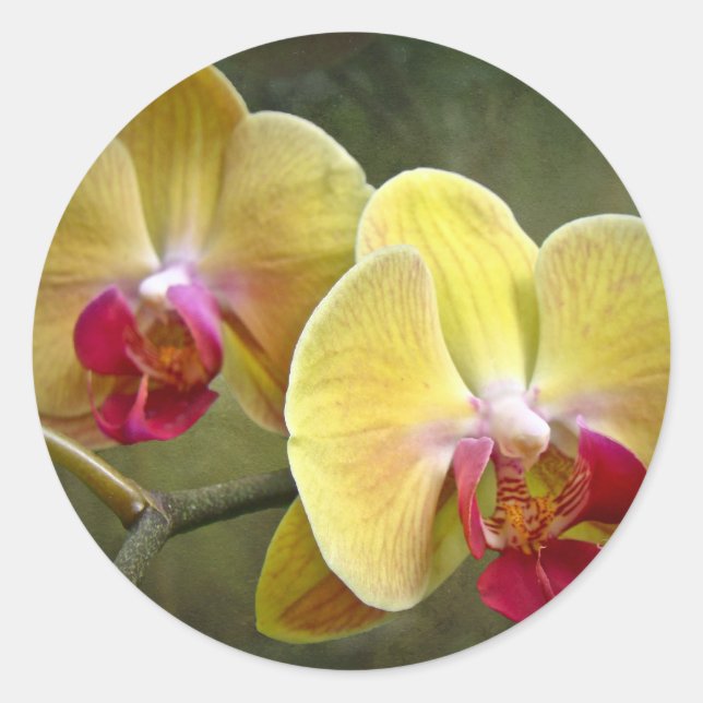 Yellow Moth Orchids - Phalaenopsis Classic Round Sticker (Front)
