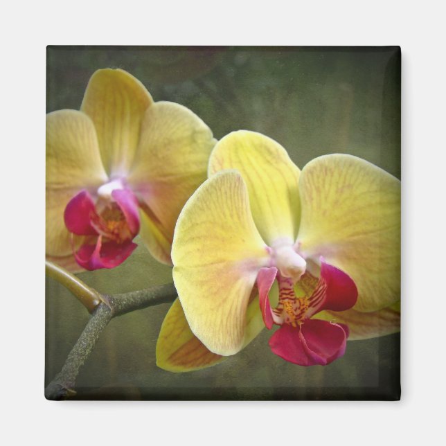 Yellow Moth Orchids - Phalaenopsis Magnet (Front)