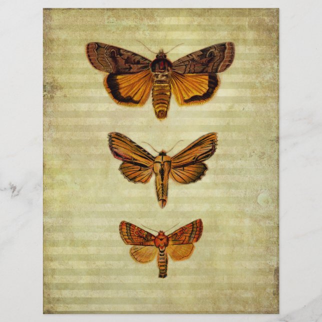 Yellow Moths & Stripes Scrapbook Paper (Front)