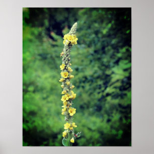 Yellow Mullein Wildflower Poster