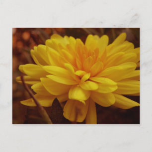 Yellow Mum Postcard