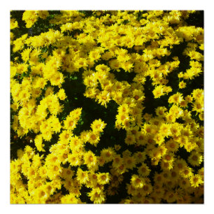 Yellow Mums Flower Perfect Poster