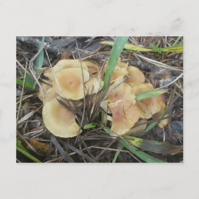 Yellow Mushroom OBX Postcard (Front)