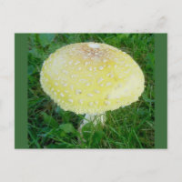 Yellow Mushroom Postcard #3