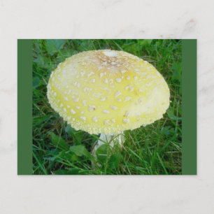 Yellow Mushroom Postcard #3