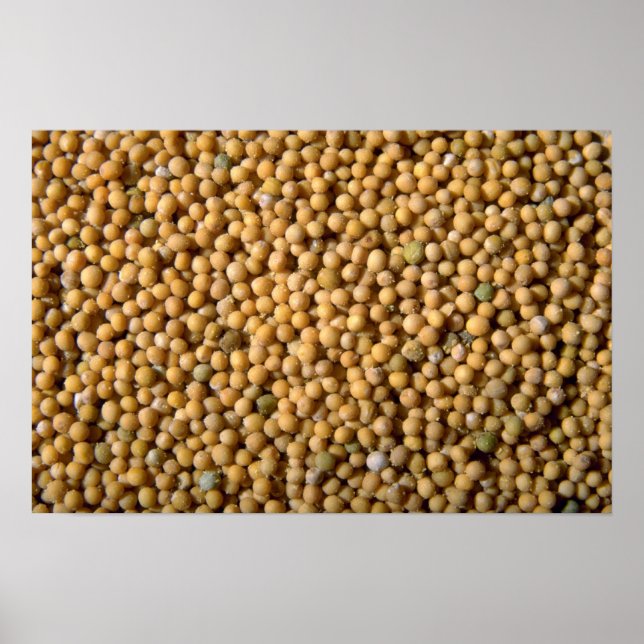 Yellow mustard seeds poster (Front)