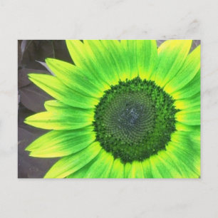 Yellow N Green Sunflower Postcard