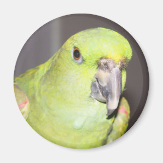 Yellow-Naped Amazon Parrot Magnet