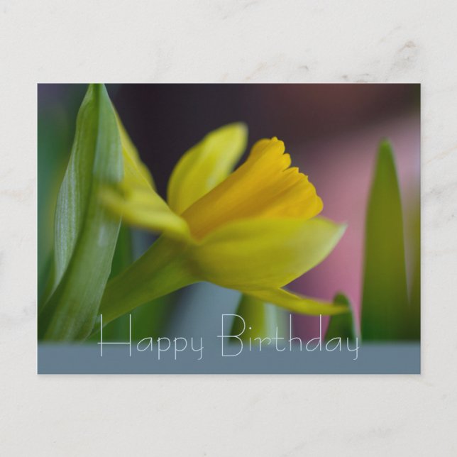 Yellow narcissus flower CC0742 Happy Birthday Postcard (Front)