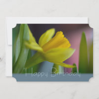 Yellow narcissus flower CC0744 Happy Birthday
