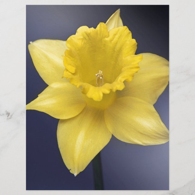 Yellow Narcissus Flower Floral watercolor paint (Front)