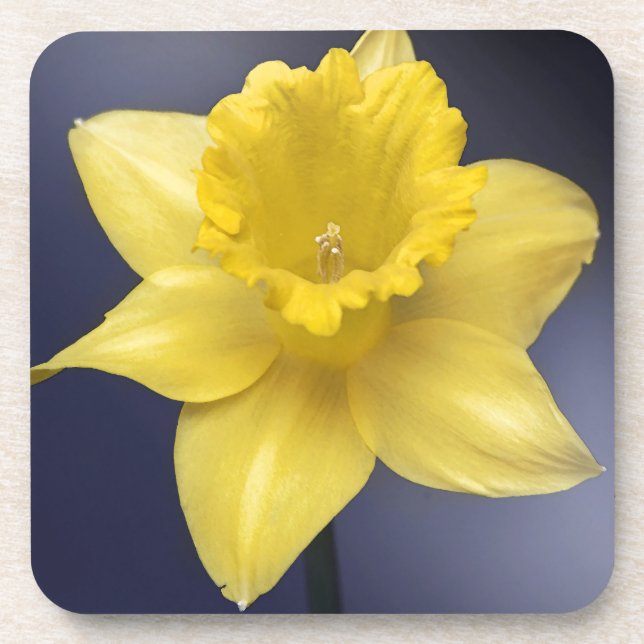 Yellow Narcissus Flower Floral watercolor paint Coaster (Front)