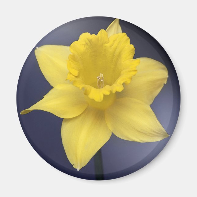 Yellow Narcissus Flower Floral watercolor paint Magnet (Front)