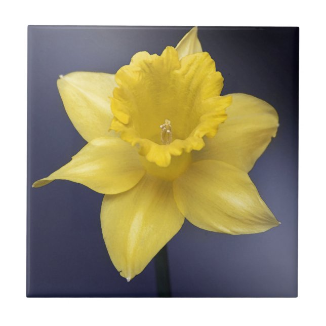 Yellow Narcissus Flower Floral watercolor paint Tile (Front)