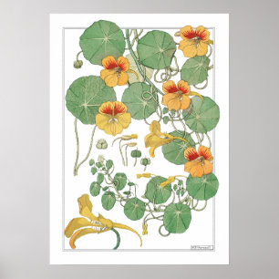 Yellow Nasturtiums Antique Lithograph 1896 Poster