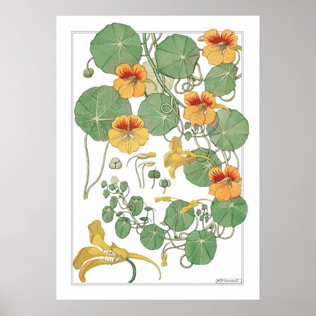 Yellow Nasturtiums | Antique Lithograph 1896 Poster (Front)