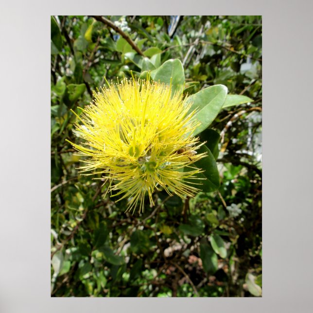 Yellow Ohia Lehua Poster (Front)