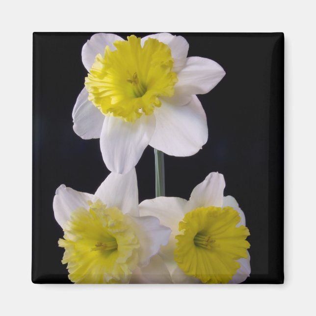 Yellow on White Daffodil Magnet (Front)
