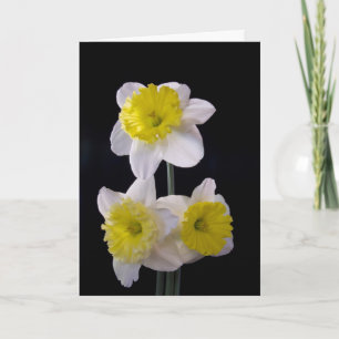 Yellow on White Daffodil Mother's Day Card