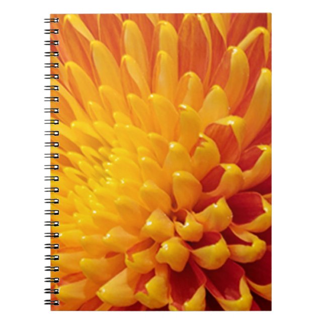 Yellow & Orange Chrysanthemum Notebook (Front)