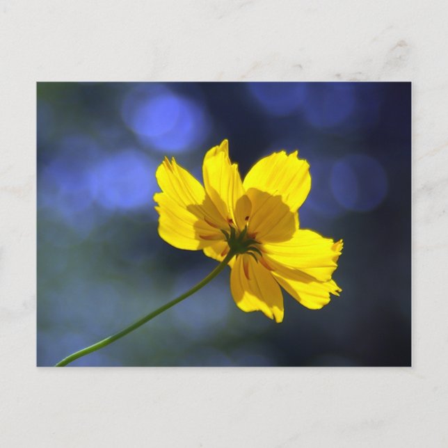 Yellow Orange Coreopsis Postcard (Front)