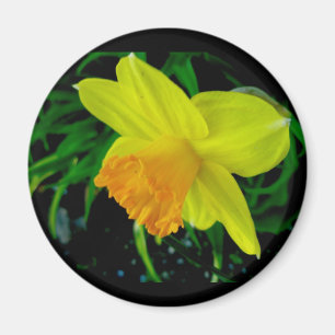 Yellow Orange Daffodil Magnet