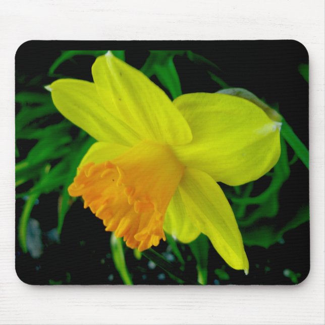 Yellow Orange Daffodil Mousepad (Front)