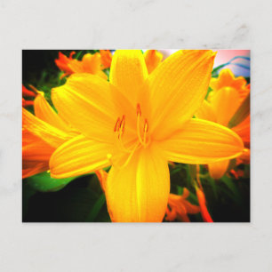 Yellow Orange Day Lily Flowers Sunny Garden Postcard
