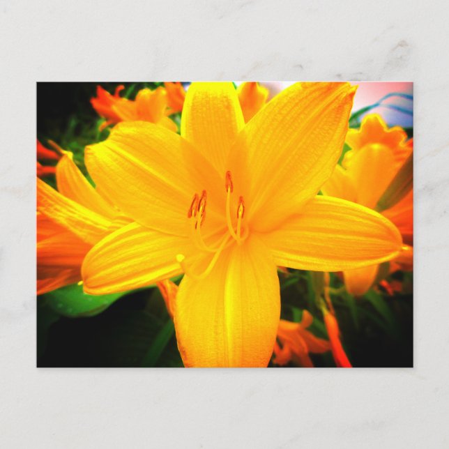 Yellow Orange Day Lily Flowers Sunny Garden Postcard (Front)