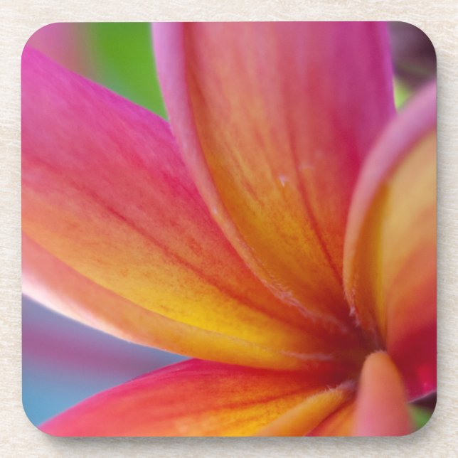 Yellow Orange Deep Pink Tropical Plumeria Flower Coaster (Front)