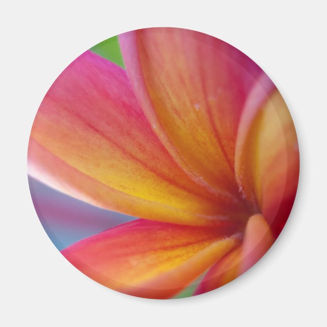 Yellow Orange Deep Pink Tropical Plumeria Flower Magnet (Front)