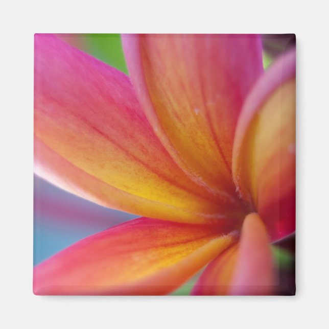 Yellow Orange Deep Pink Tropical Plumeria Flower Magnet (Front)