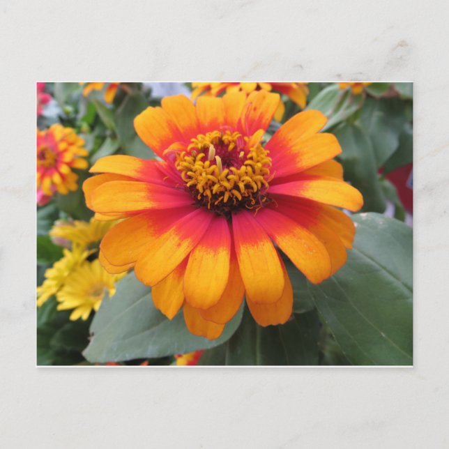 Yellow Orange Flower Postcard (Front)
