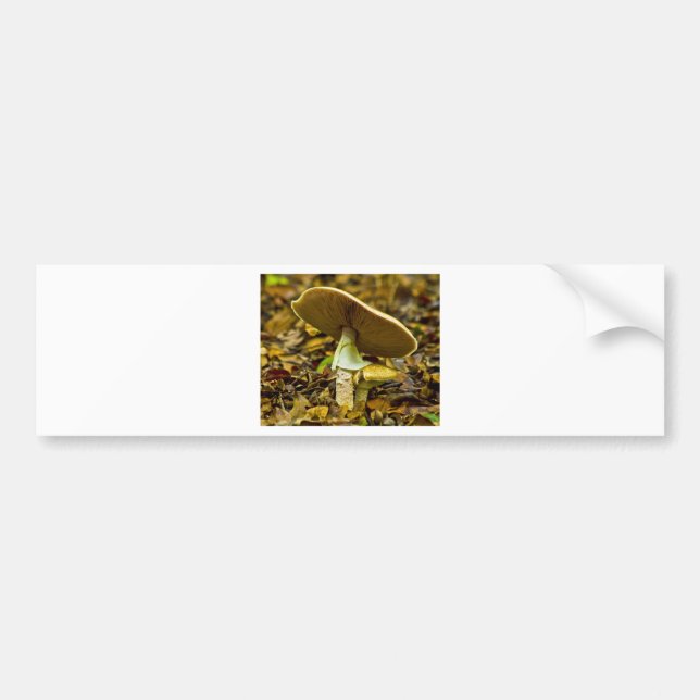 Yellow-orange Fly Agaric Bumper Sticker (Front)