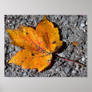 Yellow-orange Leaf Photo Poster