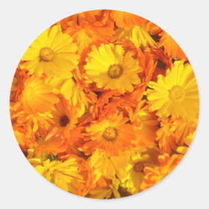Yellow-orange marigold flowers classic round sticker