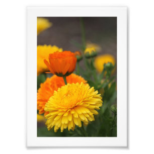 Yellow Orange Mums Photo Print