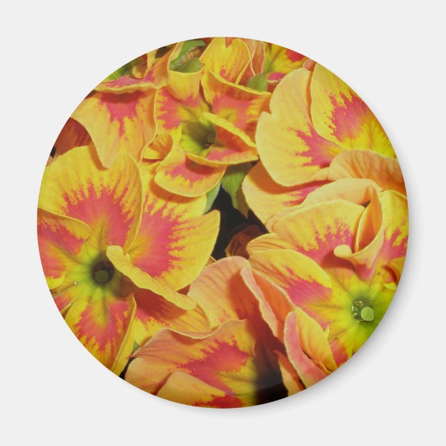 Yellow Orange Primrose Magnet (Front)