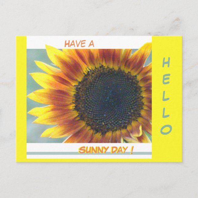 Yellow Orange Sunflower Cust. HELLO Postcard (Front)