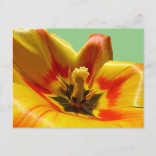 Yellow Orange Tulip DIY Postcard