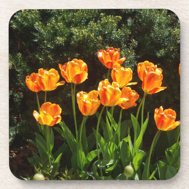 yellow & orange tulips plastic coaster (Front)