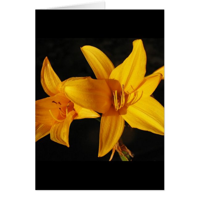 Yellow Orchid (Front)