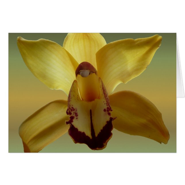 Yellow Orchid (Front Horizontal)
