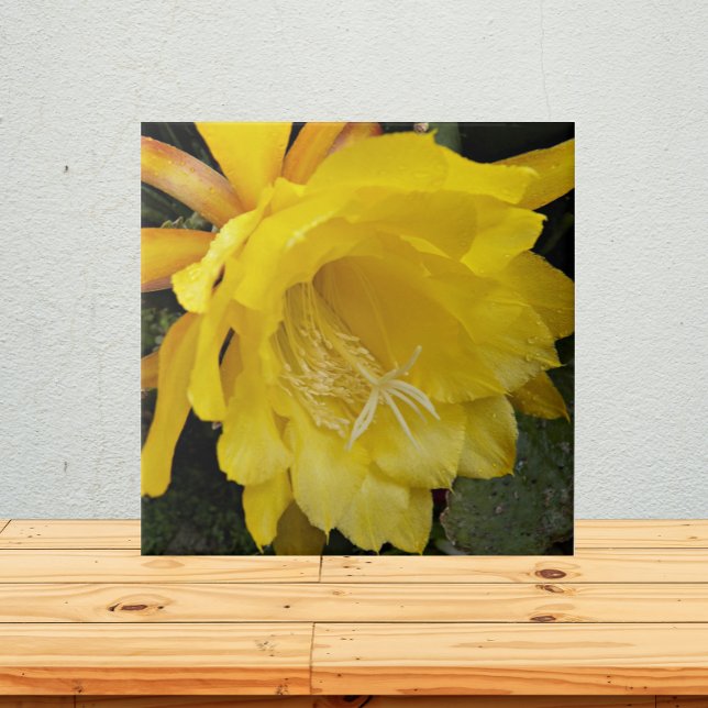 Yellow Orchid Cactus Bloom Floral Tile (In Situ)