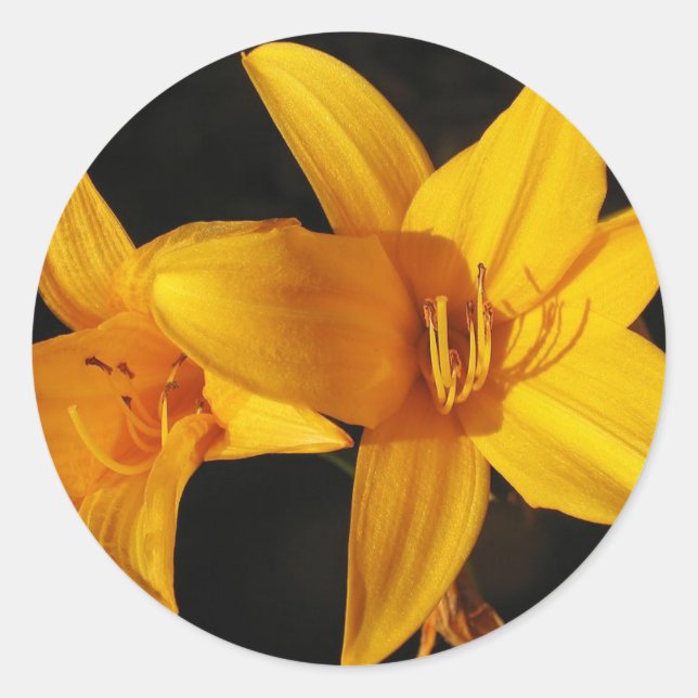 Yellow Orchid Classic Round Sticker (Front)