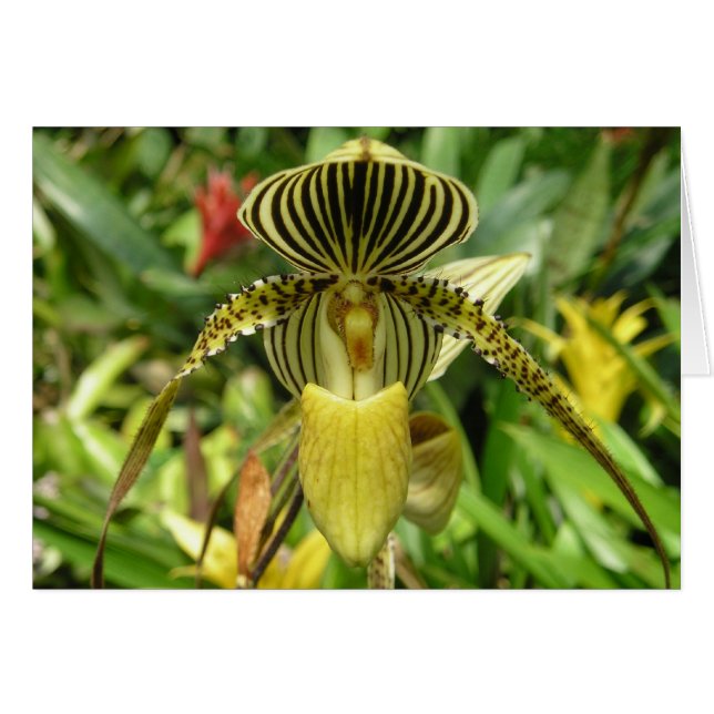 Yellow Orchid Flower Card (Front Horizontal)
