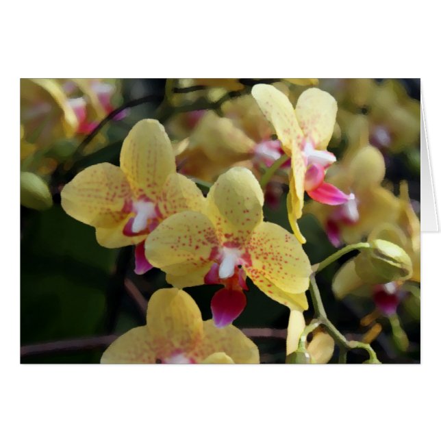 Yellow orchid flowers (Front Horizontal)