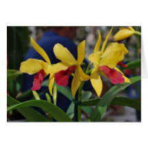 Yellow Orchid from Vero Beach, FL