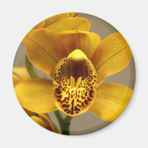 Yellow Orchid magnet