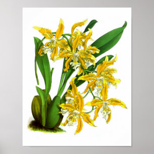 Yellow Orchid Plant Tropical Botanical Print no. 8